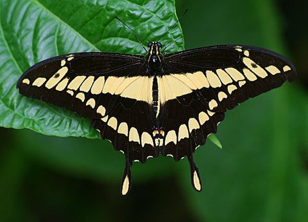 Vlinder