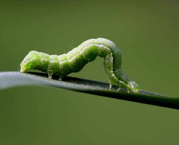 Insect