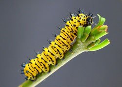 Insect