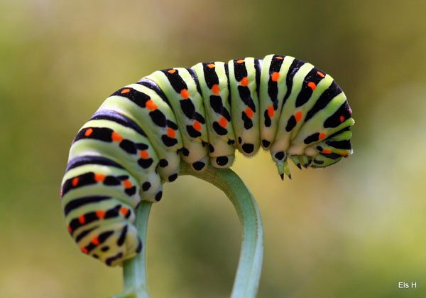Insect