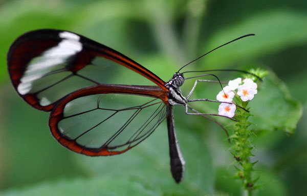 Vlinder