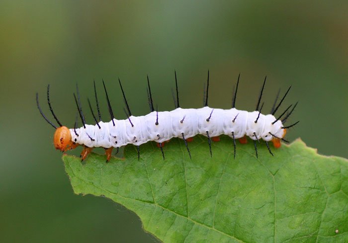Rups