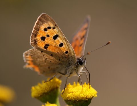 Vlinder