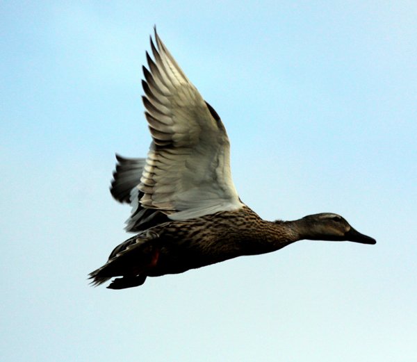 Vogel