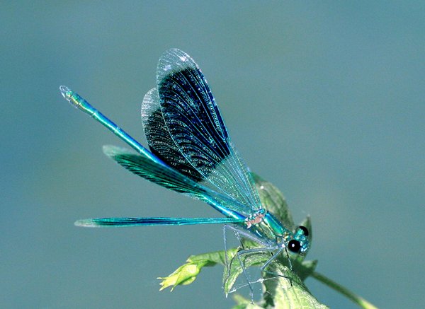 Insect