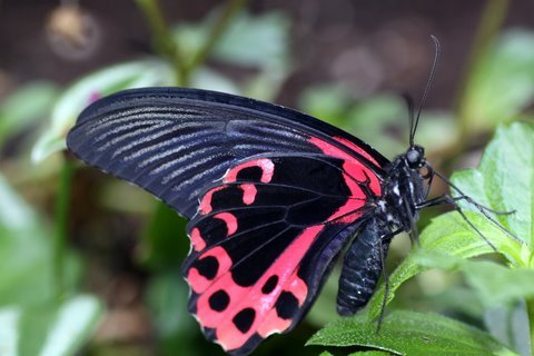 Vlinder