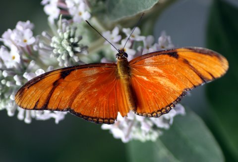 Vlinder