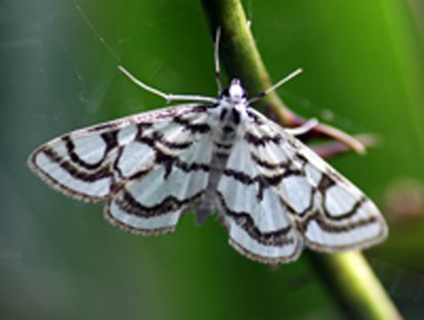 Vlinder