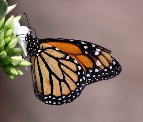Vlinder