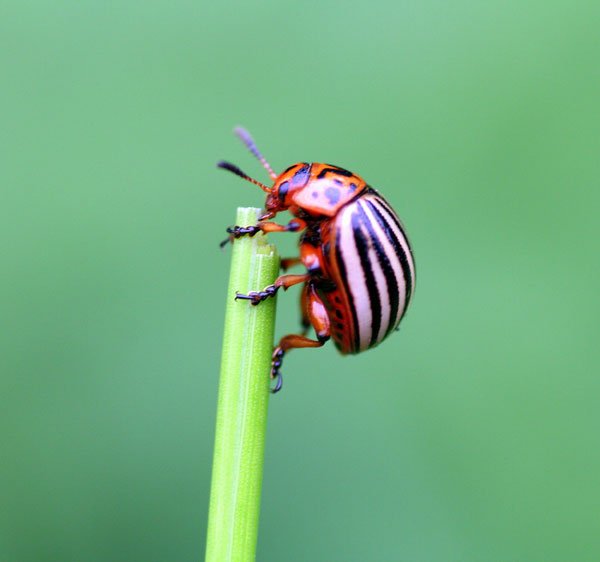 Insect