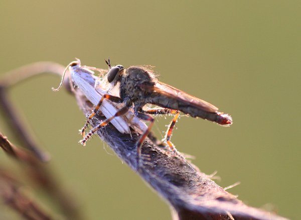 Insect