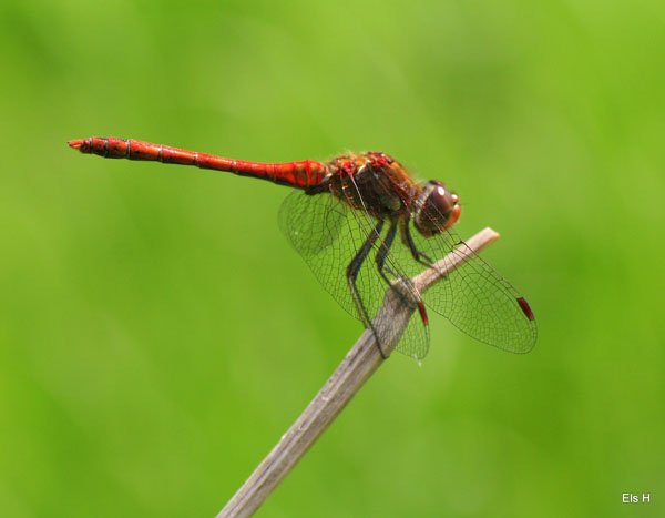 Insect