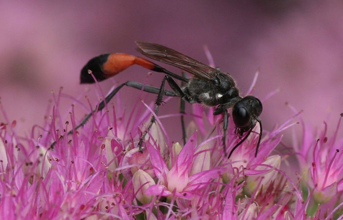 Insect