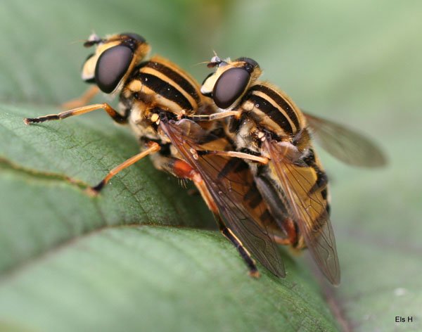 Insect