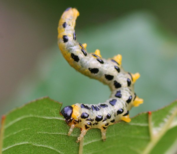 Insect