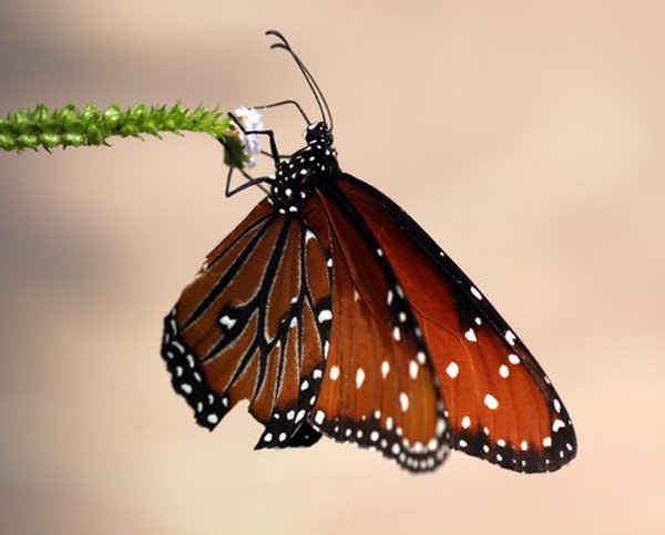 Vlinder