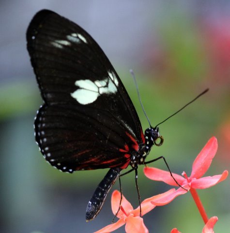 Vlinder