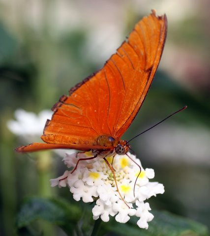 Vlinder