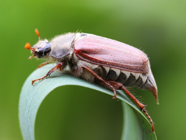 Insect