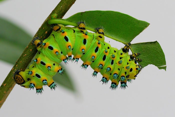 Insect