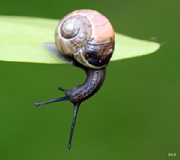 Insect